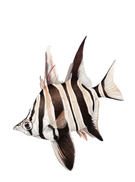 Старая жена﻿