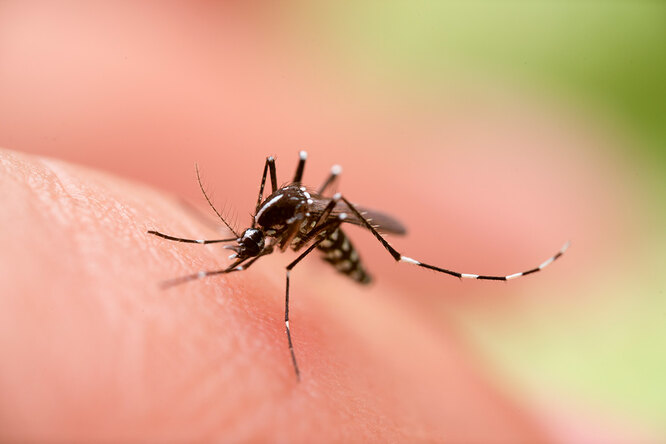 Комары: 7 причин, по которым они укусят именно вас