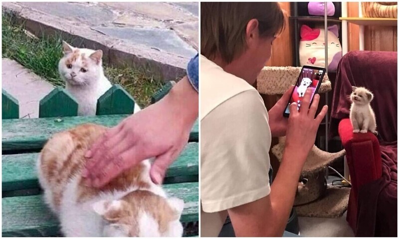 30 смешных котеек, которые подарят добрую порцию позитива