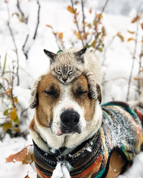 Пес и кот, которые путешествуют с хозяевами