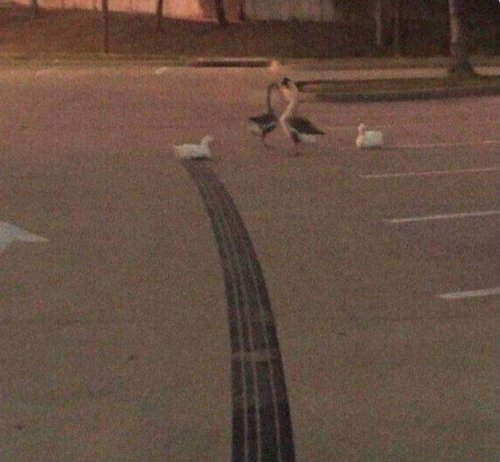 24 прикольные фотографии, на которые придётся взглянуть дважды 24 прикольные фотографии, на которые придётся взглянуть дважды