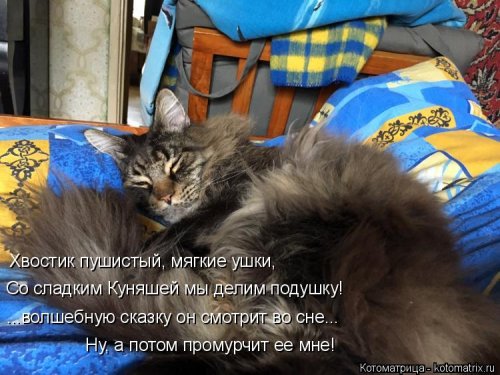 Лучшая котоматрица недели Лучшая котоматрица недели позитив,смешные картинки,юмор