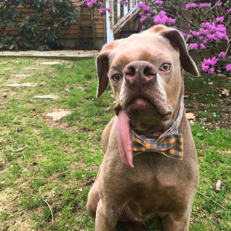 Некрасивый пеc, несмотря ни на что, нашел себе любящих хозяев