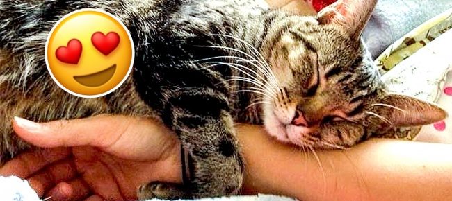 Признаки того, что ваш кот без ума от вас