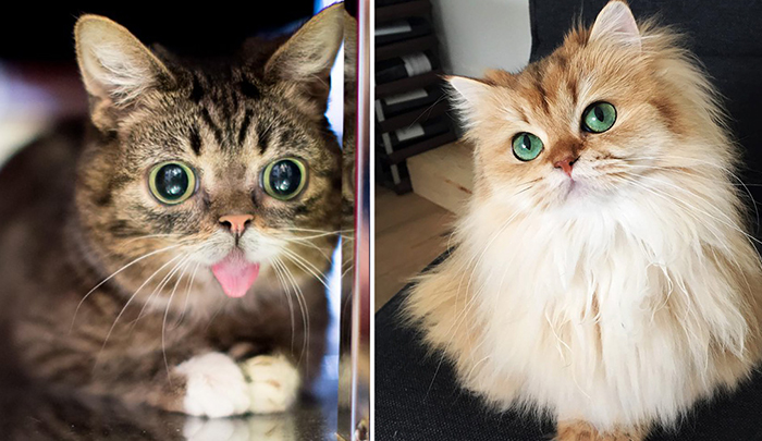 Известные коты, которые стали миллионерами.