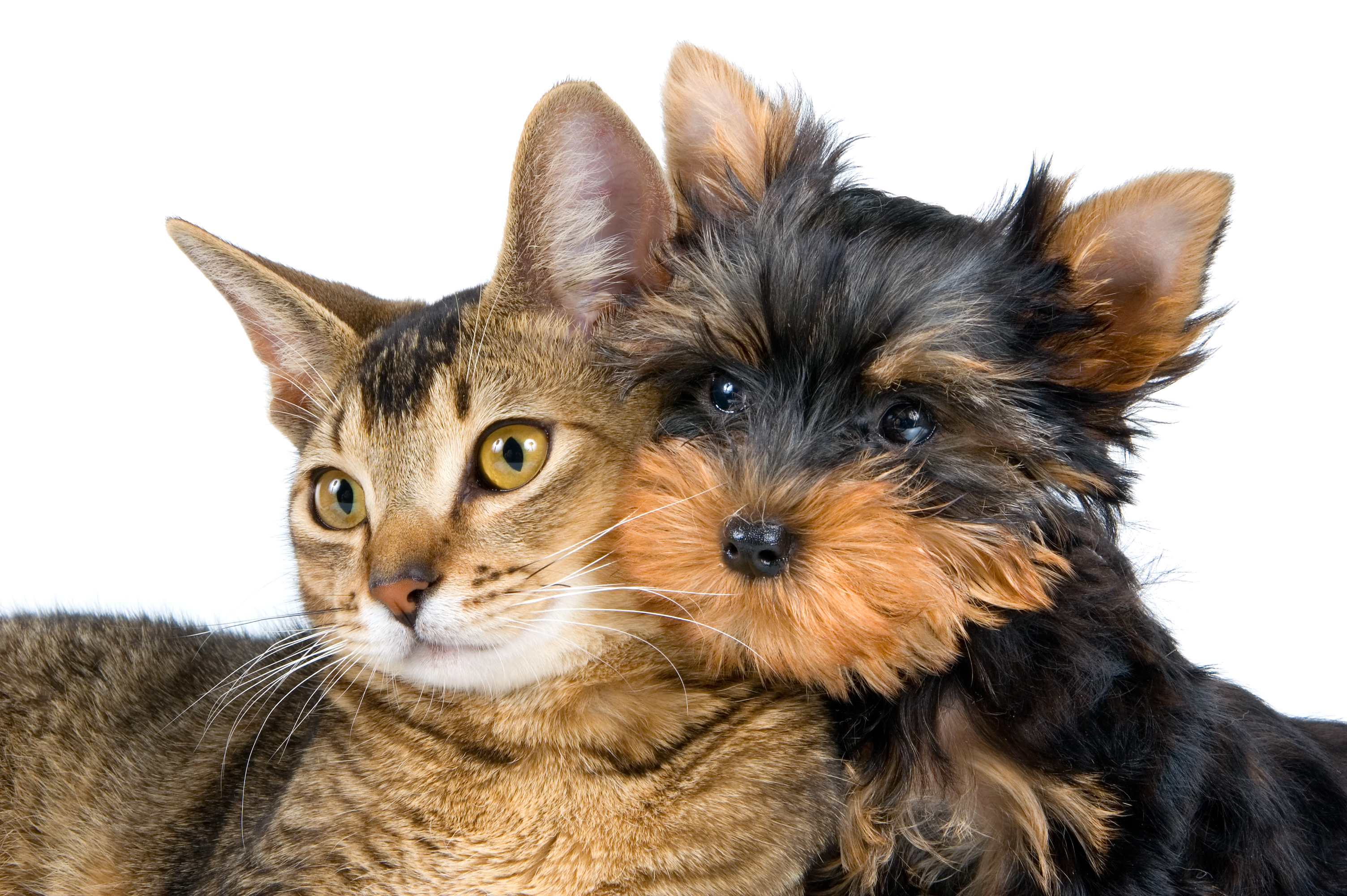 Породы животных кошек и собак. Домашние животные. Кошечка. Кошки и собачки. Изображение кошки и собаки.