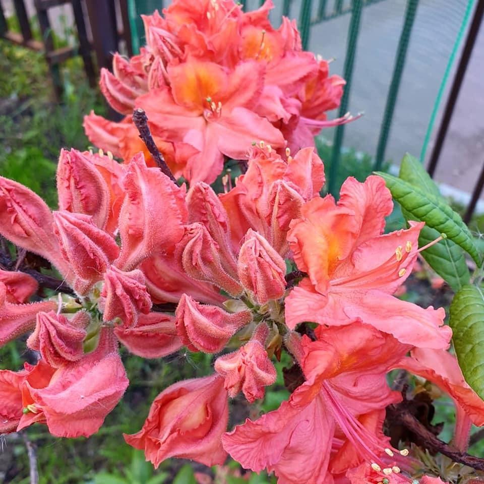 Цветник в городском дворе – советы практика Цветник в городском дворе – советы практика двор,ландшафтный дизайн,цветник