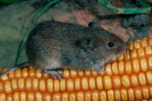 Война с мышиным королём: стратегия и тактика