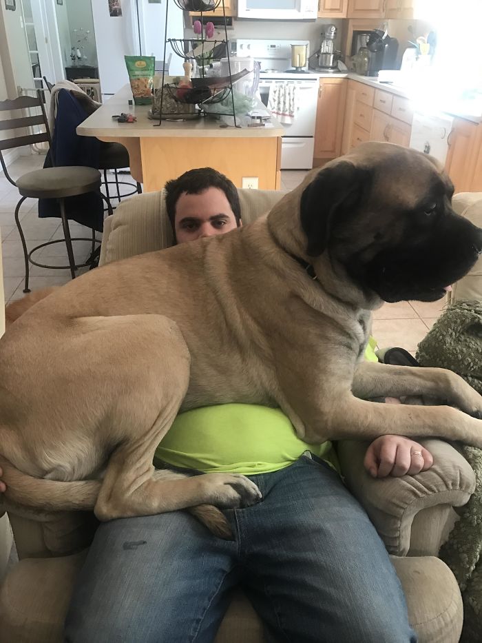 He Decided That He Identifies As A Lap Dog