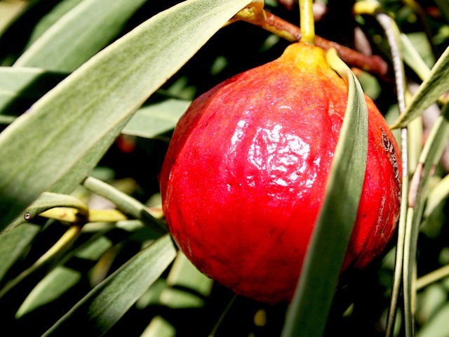 Дикие овощи и фрукты интересное