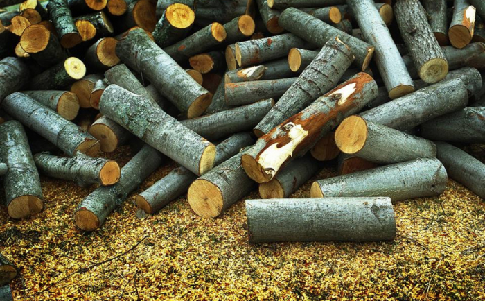 Как выбрать лучшие дрова тепла, всего, лучше, больше, дрова, дерева, Однако, какие, просто, именно, породы, стоит, выходе, количество, подходит, быстро, масса, касается, отопления, однако