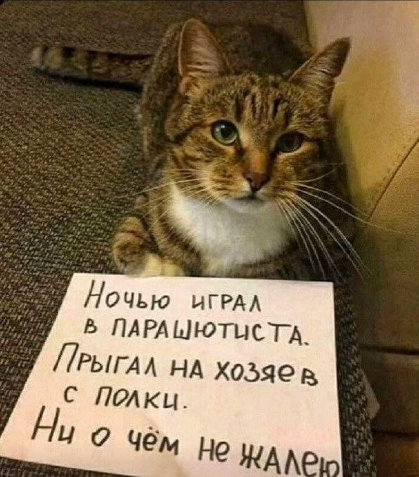 КотоМЕМЫ для хорошего настроения: «Слюни — это слёзы рта…» КотоМЕМЫ для хорошего настроения: «Слюни — это слёзы рта…»
