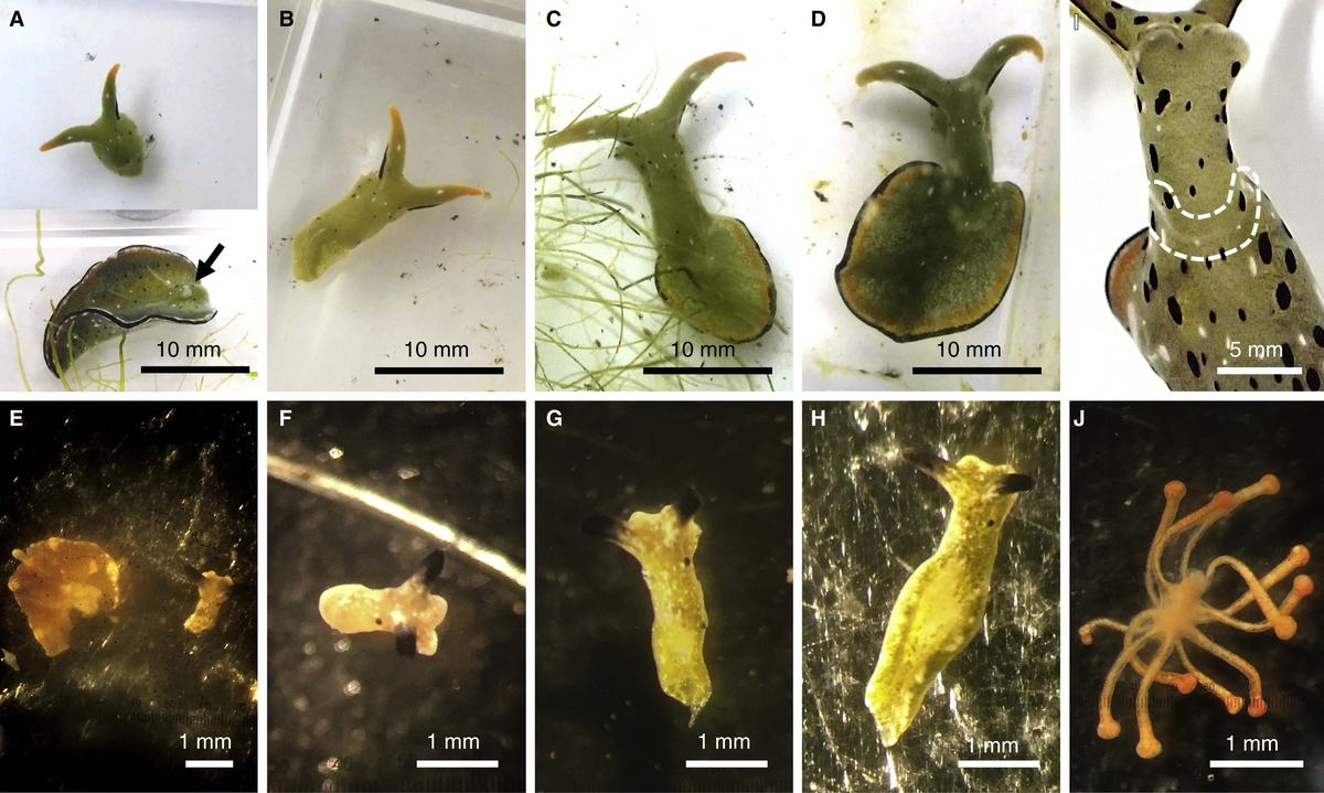 Они так быстро растут. А, стоп, это же не дети.