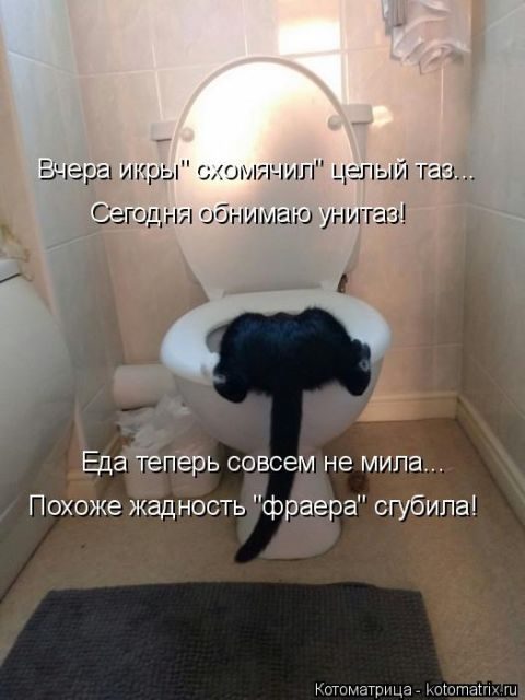 Самые смешные котоматрицы за прошедшую неделю