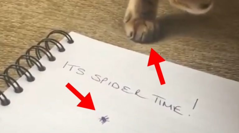 BeFunky-collage (56)