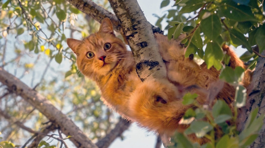 Лимон на березе