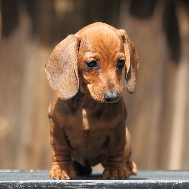 //www.formulauspeha.ru/2-pomet-2-litter-2014.html