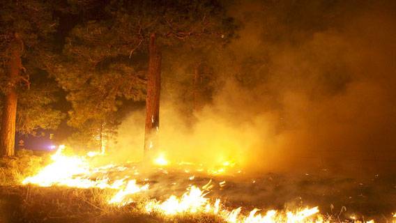 Крупный лесной пожар на Лазурном берегу был полностью потушен ИноСМИ