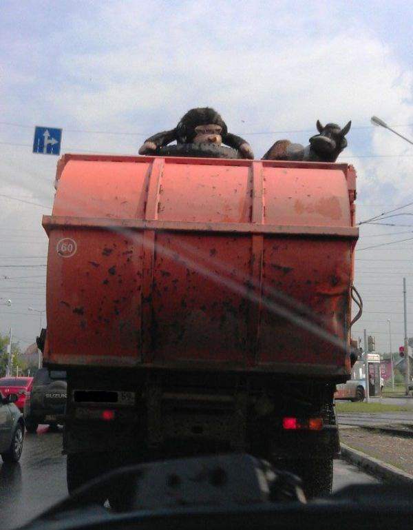 Подборка автомобильных приколов Подборка автомобильных приколов смешные картинки