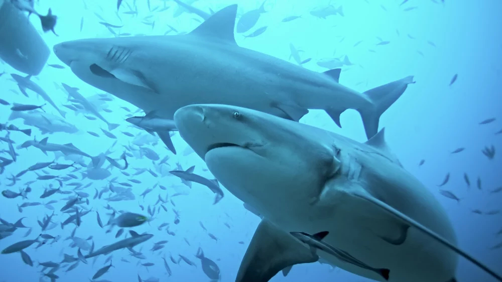 Ученые: тупорылые акулы все чаще становятся жертвами глобального потепления
