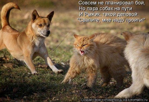 Самые смешные котоматрицы за прошедшую неделю Самые смешные котоматрицы за прошедшую неделю
