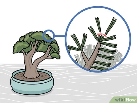 Step 5 Обломите лишние почки на хвойных деревьях.
