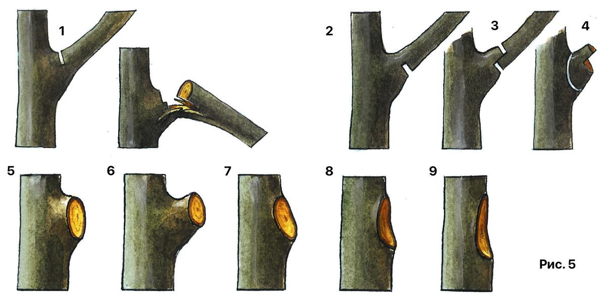 Техника и приемы весенней обрезки сада ветви, формирования, обрезки, кроны, можно, вырезка, ведет, почки, роста, деревьев, среза, побегов, чтобы, часто, шипик, регулирующую, применяют, делают, вырезают, ветвь