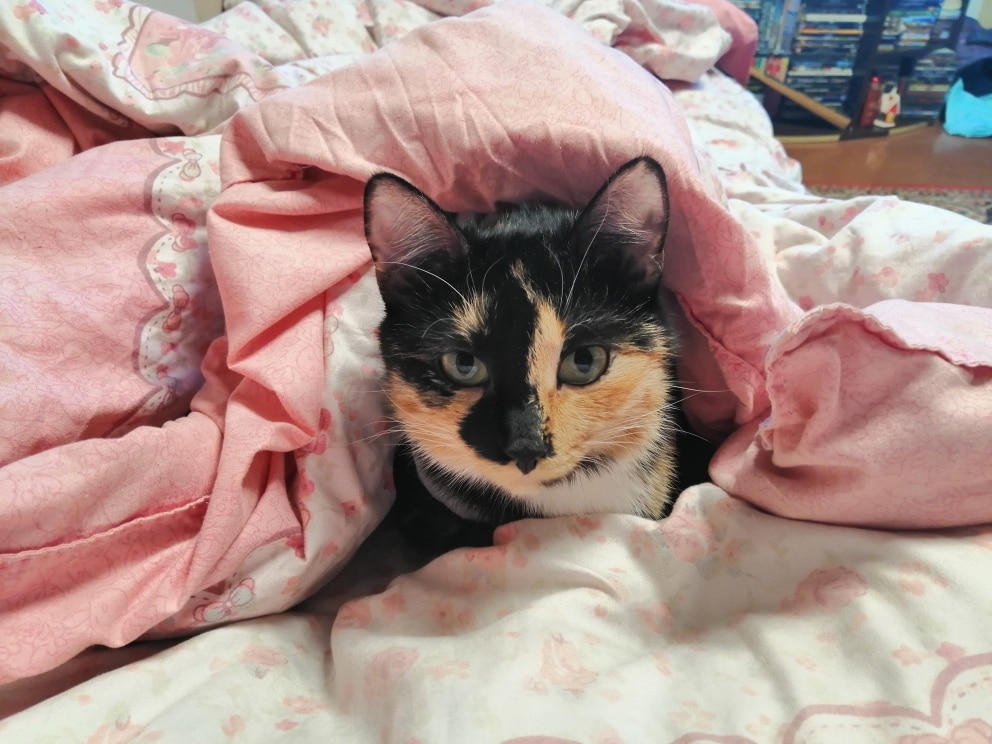 кошка на кровати