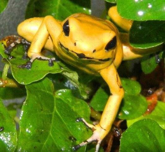 Природные яды на войне история