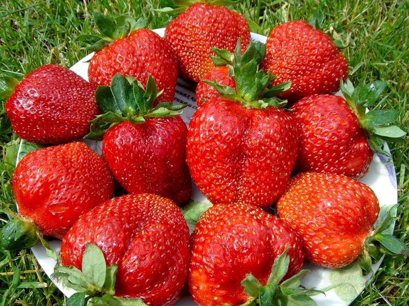 Картинки по запросу клубника королева елизавета 2