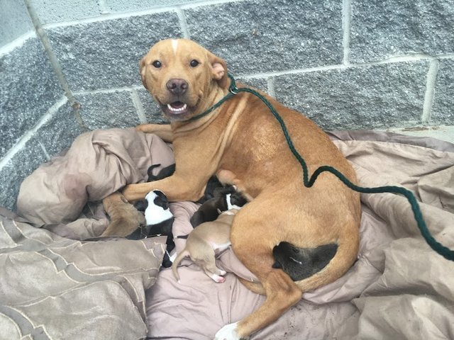 Собака не оставила собственных детей, когда хозяева выкинули их из дома истории из жизни