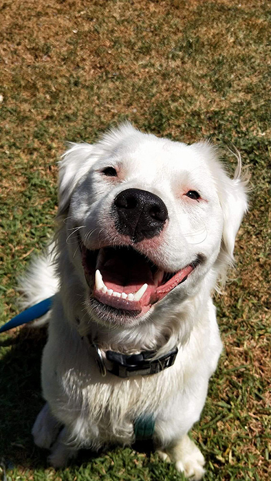 Как глухой и слепой пёс Широ помогает животным, которых предали люди домашние животные,наши любимцы
