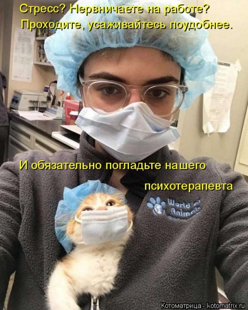 Лучшая котоматрица недели Лучшая котоматрица недели позитив,смешные картинки,юмор