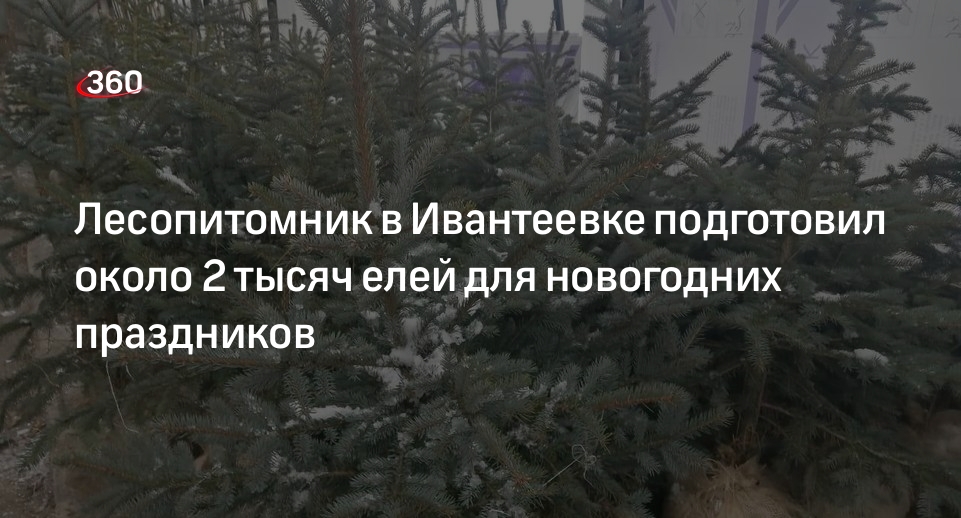 Лесопитомник в Ивантеевке подготовил около 2 тысяч елей для новогодних праздников