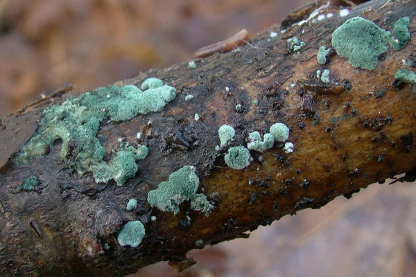 Trichoderma viride в природе. Фото с сайта galeria.nagrzyby.pl