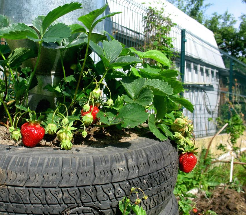 Одним из популярных способов выращивания клубники среди садоводов является использование старых автомобильных шин