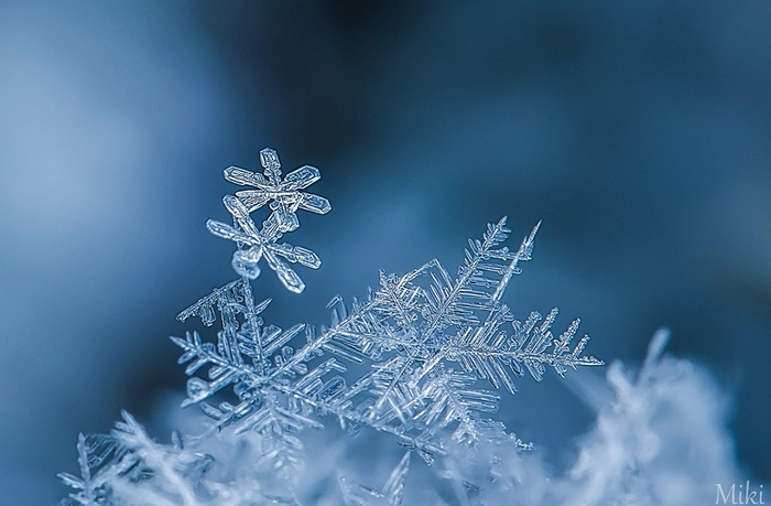 Удивительные макрофотографии Удивительные макрофотографии