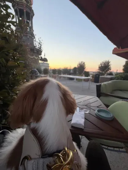 Первая ракетка мира Арина Соболенко показала новое фото с женихом из Мадрида Соболенко, Арина, Арины, СоболенкоАрина, собака, публично, Георгиос, первая, ракетка, ЭшАрина, после, Мадрида, которая, Помолвочное, Кольцовым, Константином, кольцо, хоккеистом, бойфрендом, теннисистки