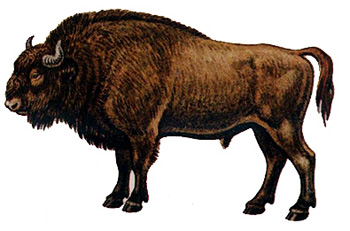 Зубр, европейский бизон (Bison bonasus), картинка рисунок