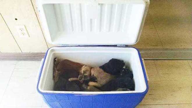 Puppy-Cooler