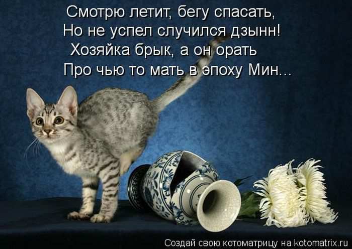 Кошарики :) Кошарики :)