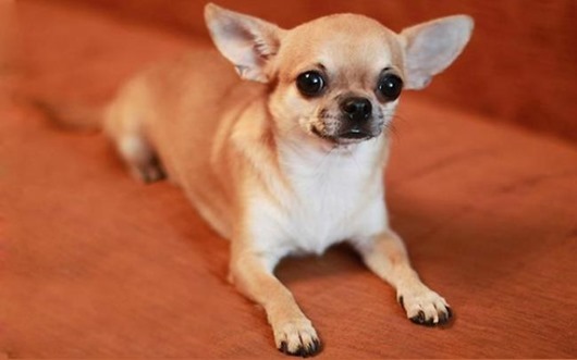okrasy_chihuahua_-_creme1