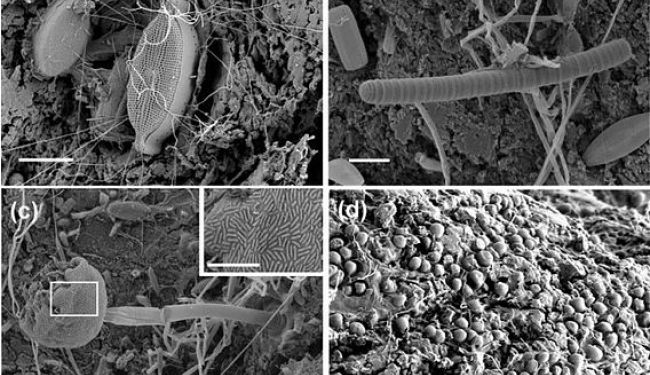 Микробы пластисферы под сканирующим электронным микроскопом: диатомовая водоросль и бактериальные филаменты (а); нитчатая цианобактерия (b); хищная сосущая инфузория, покрытая симбиотическими бактериями (с); некие микроорганизмы, обустраивающиеся в ямочках, выщербленных в пластике (d). Цена деления шкал – 0,01 мм. Фото и диаграмма ниже: Zettler et al., 2013.
