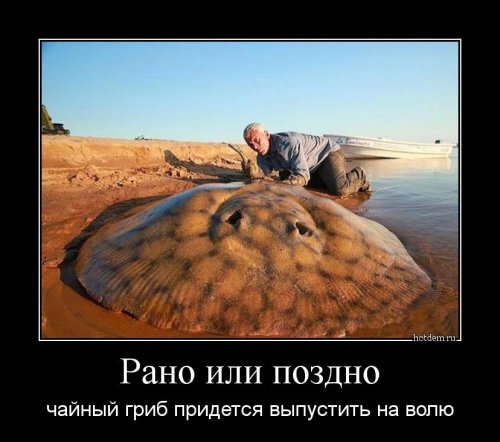 Свежие демотиваторы-приколы