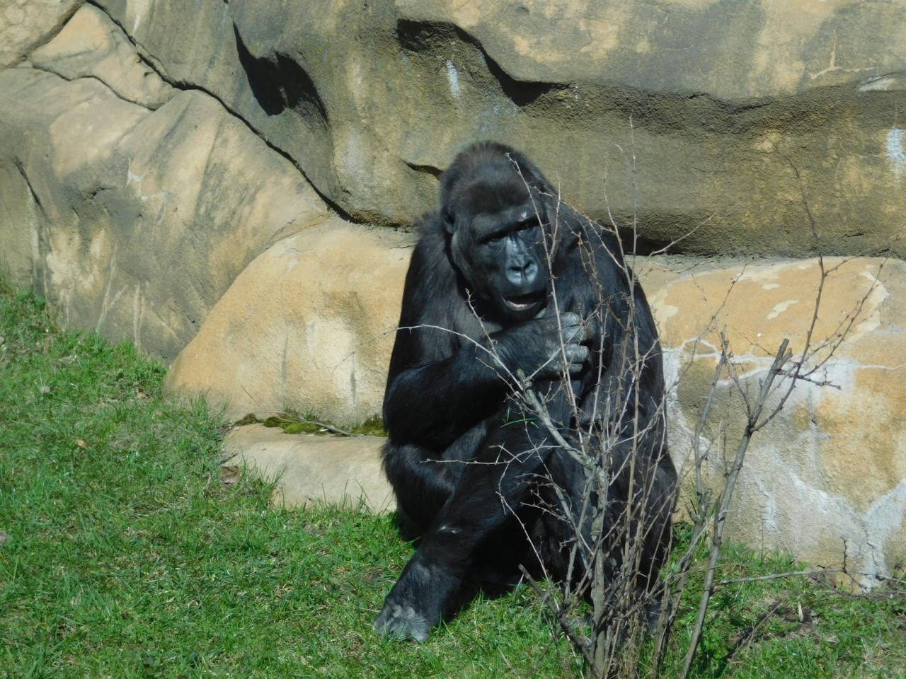 The mascot of the moscow zoo. Московский зоопарк. Зоопарк в апреле. Московский зоопарк плакаты. Реклама Московского зоопарка.