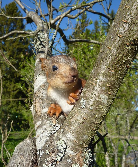 Животные, белка, позитив
