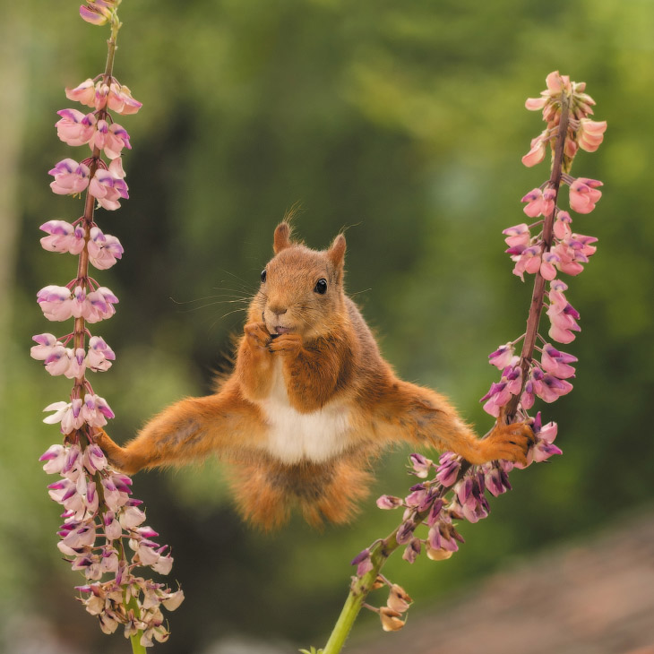 Необычный конкурс Comedy Wildlife Photography Awards 2018