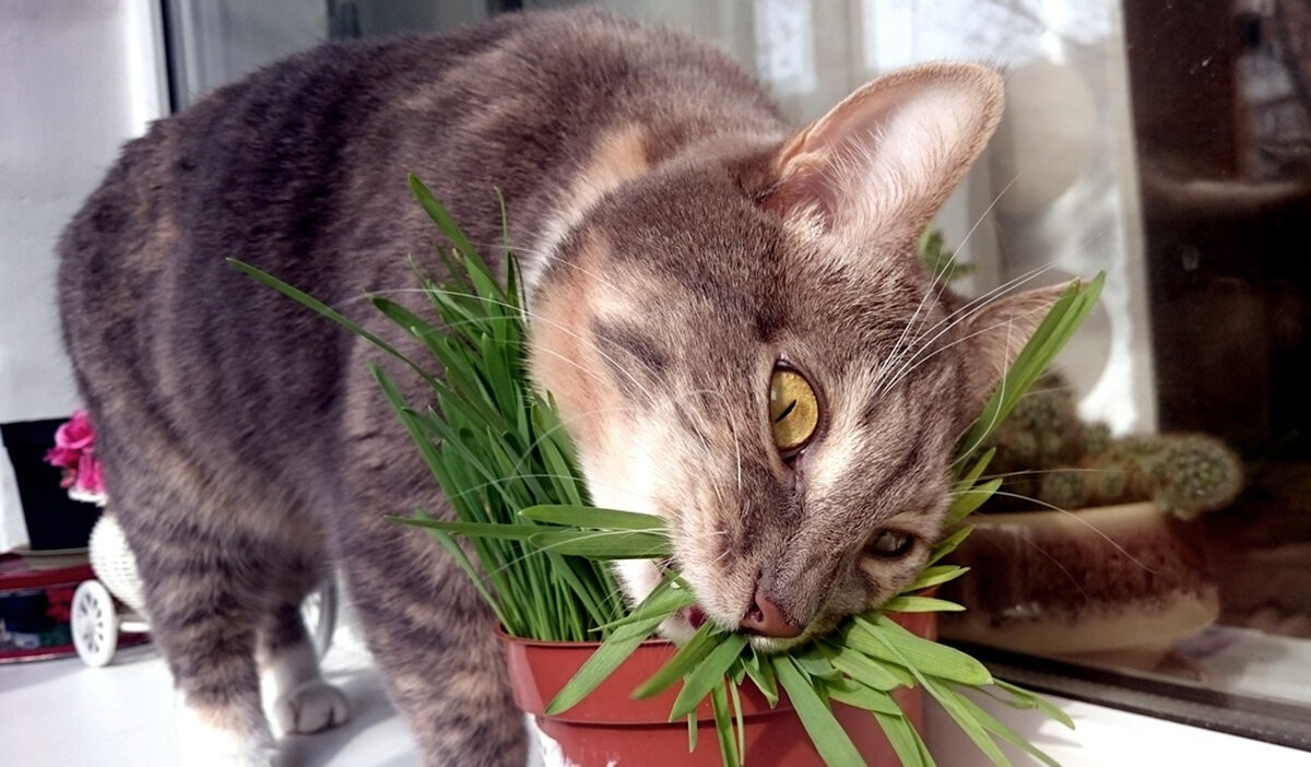 Зелёные убийцы в вашем доме: Какие обычные домашние растения ядовиты для собак и кошек? домашние животные,опасность,растения