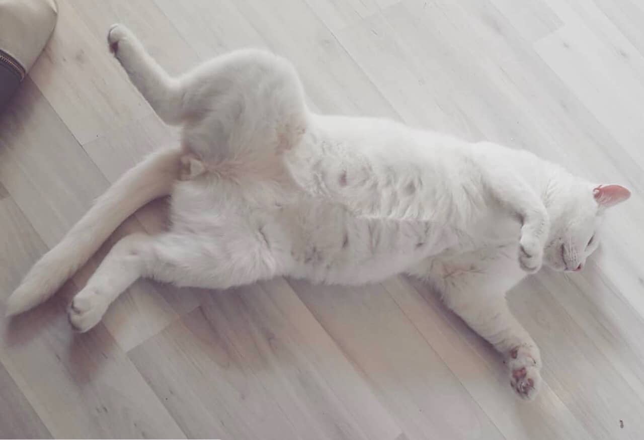 кот на полу