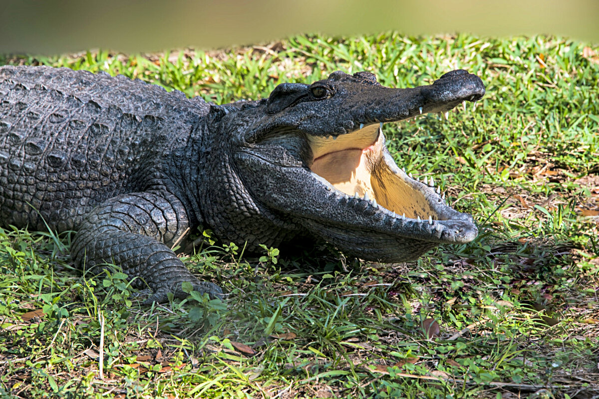 В зоопарках крокодилы спокойно идут на контакт с человеком, понимая, что за выполнение команд можно получить провизию.